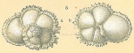 Globorotalia menardii var. fimbriata