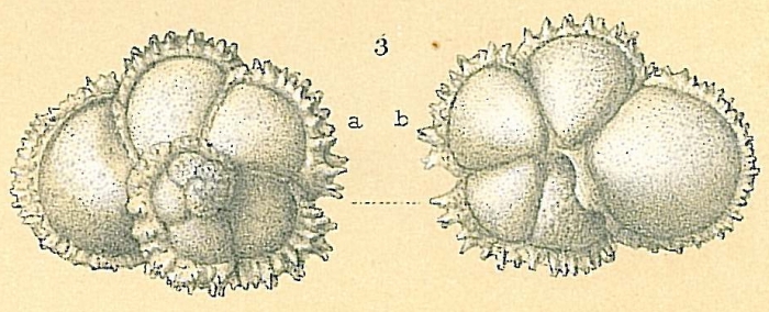 Globorotalia menardii var. fimbriata Globorotalia menardii var. fimbriata