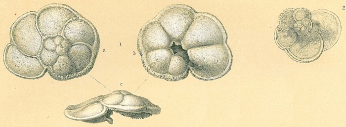 Globorotalia menardii Globorotalia menardii