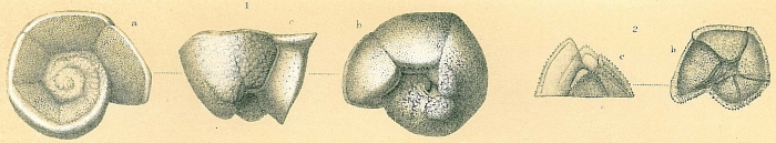 Globorotalia truncatulinoides Globorotalia truncatulinoides