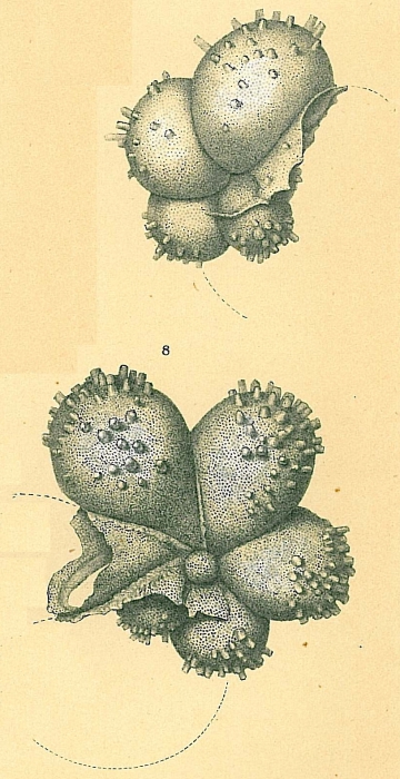 Hastigerina parapelagica Hastigerina parapelagica