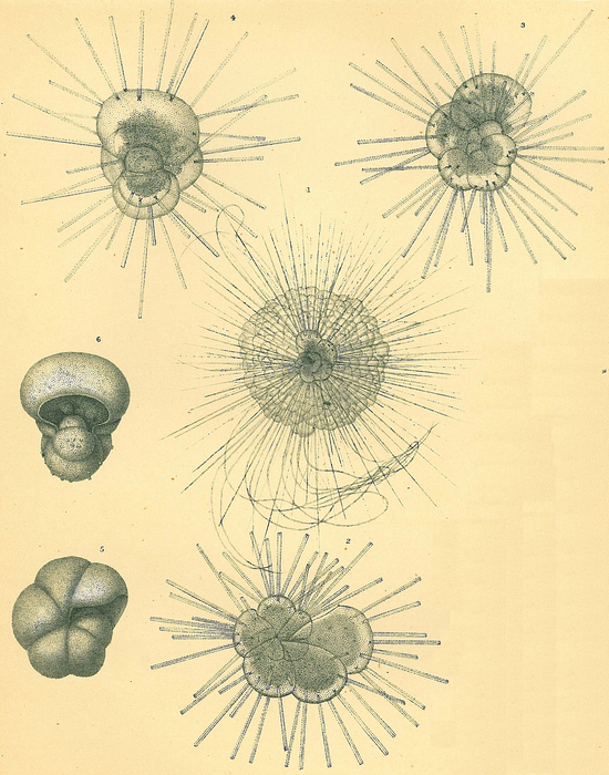Hastigerina pelagica Hastigerina pelagica
