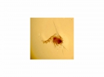 Decapoda