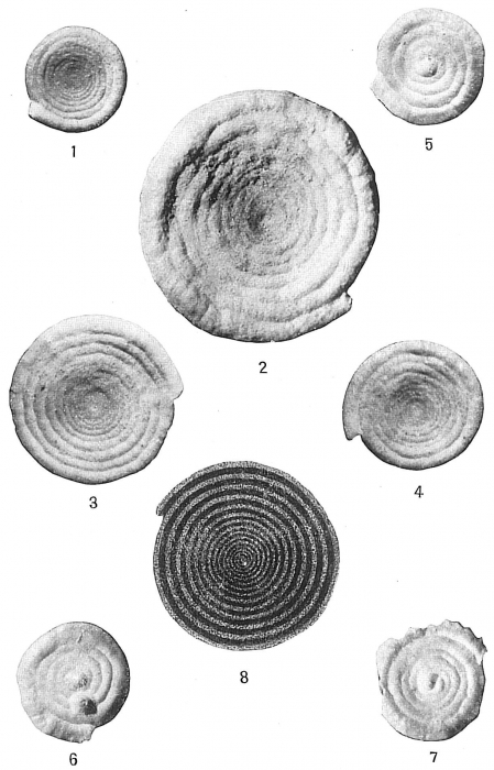 Ammodiscus incertus Ammodiscus incertus