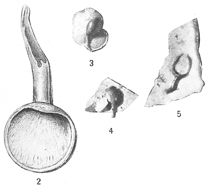 Ammolagena clavata Ammolagena clavata