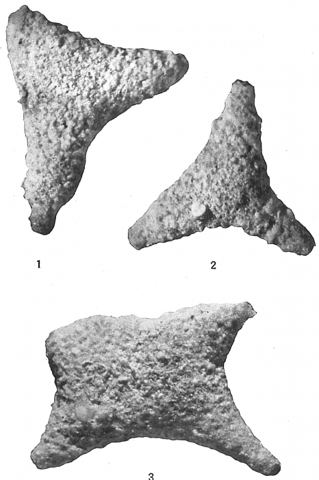 Astrorhiza angulosa Astrorhiza angulosa