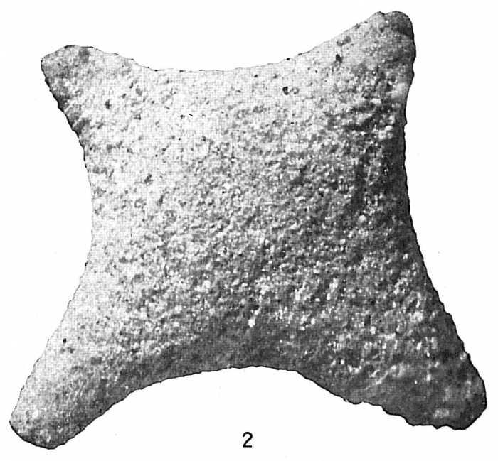Astrorhiza angulosa Astrorhiza angulosa
