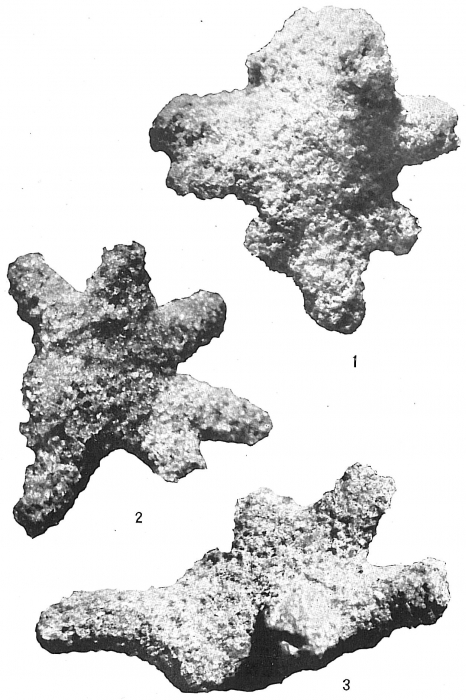 Astrorhiza arenaria Astrorhiza arenaria