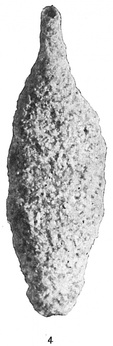 Astrorhiza granulosa Astrorhiza granulosa