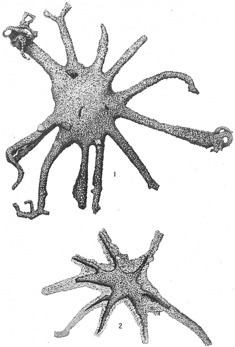 Astrorhiza limicola Astrorhiza limicola