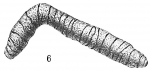 Astrorhiza vermiformis