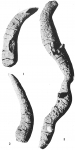 Astrorhiza vermiformis