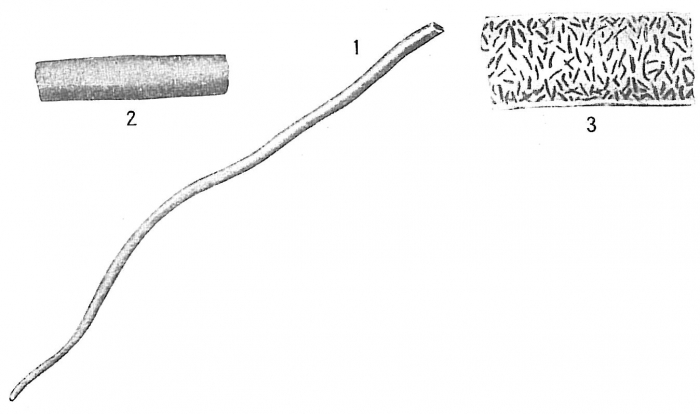 Bathysiphon argenteus Bathysiphon argenteus