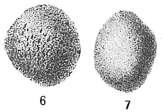 Crithionina granum Crithionina granum