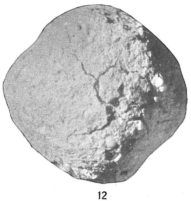 Crithionina mamilla Crithionina mamilla