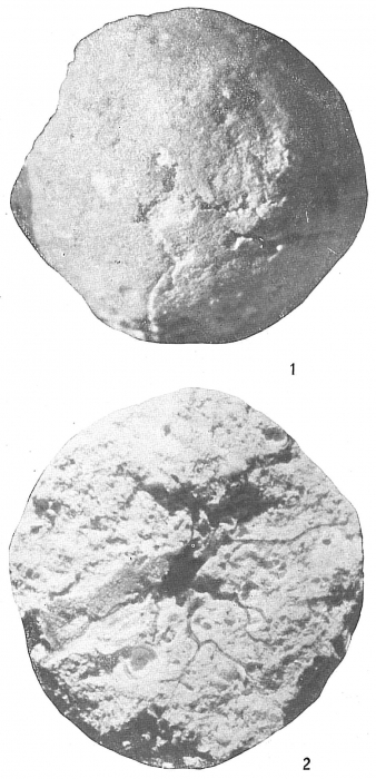 Crithionina mamilla Crithionina mamilla