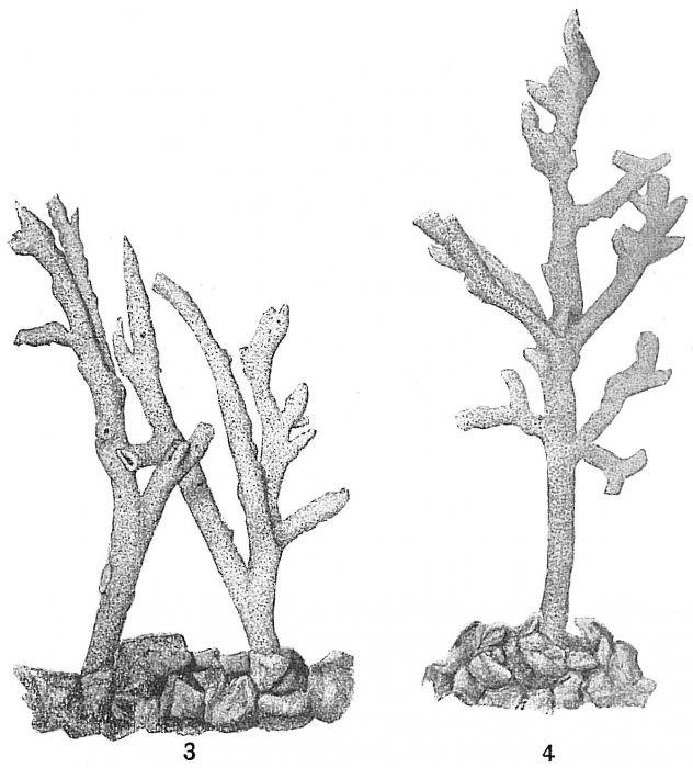 Dendrophrya erecta Dendrophrya erecta