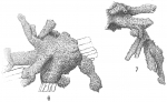 Dendrophrya radiata