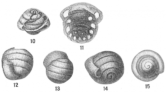Glomospira charoides Glomospira charoides