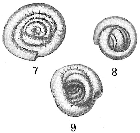 Glomospira gordialis Glomospira gordialis