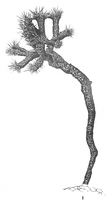 Halyphysema ramulosum Halyphysema ramulosum