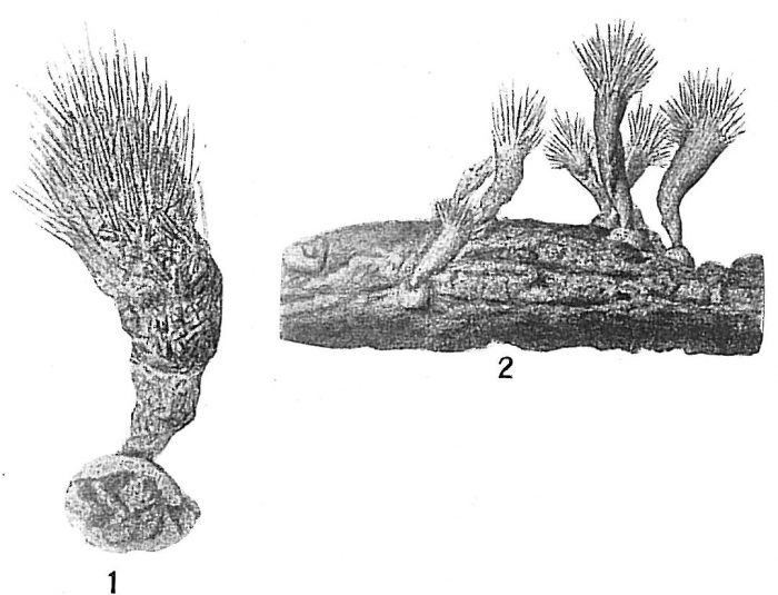 Halyphysema tumanowiczii Halyphysema tumanowiczii