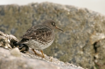 Calidris maritima Brunnich, 1764