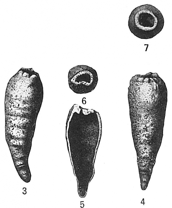 Hippocrepina indivisa Hippocrepina indivisa