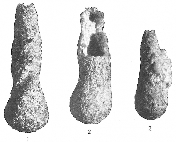 Hyperammina friabilis Hyperammina friabilis