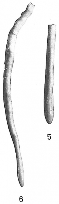 Hyperammina laevigata Hyperammina laevigata