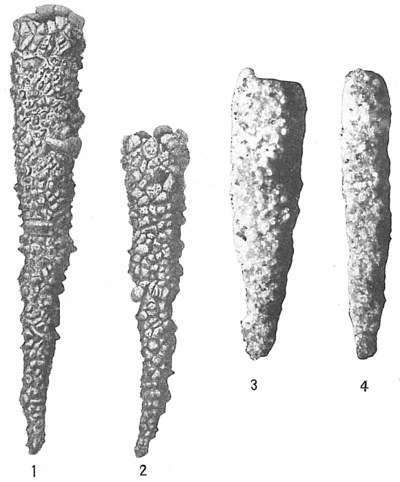 Jaculella acuta Jaculella acuta