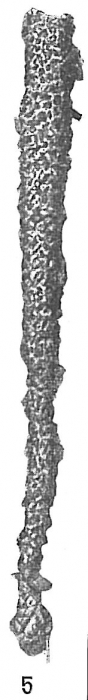 Jaculella obtusa Jaculella obtusa