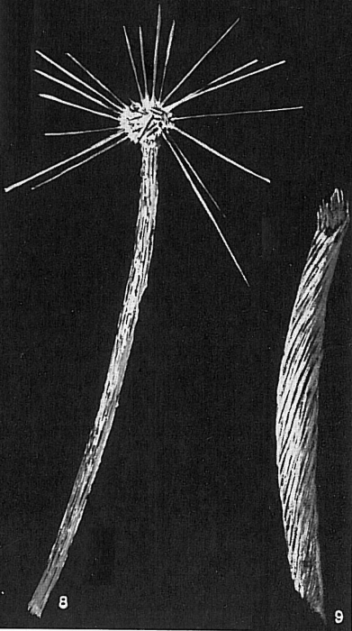 Marsipella cylindrica Marsipella cylindrica
