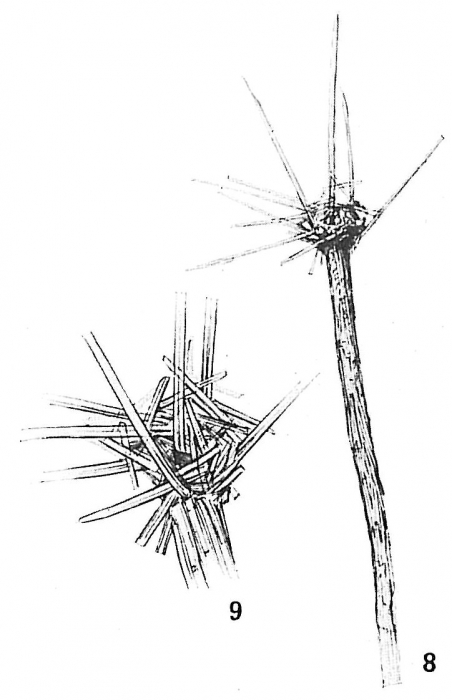 Marsipella cylindrica Marsipella cylindrica