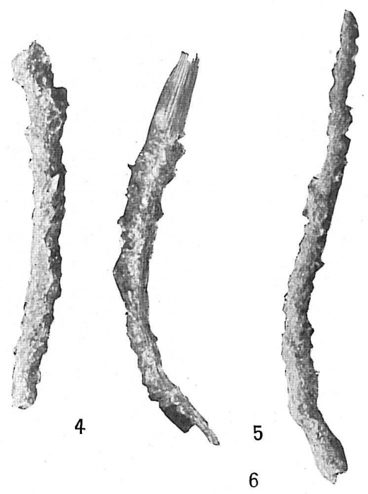 Marsipella cylindrica Marsipella cylindrica