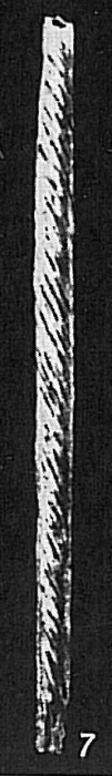 Marsipella spiralis Marsipella spiralis