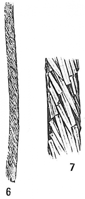 Marsipella spiralis Marsipella spiralis
