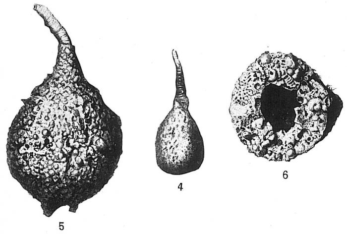 Pelosina rotundata Pelosina rotundata