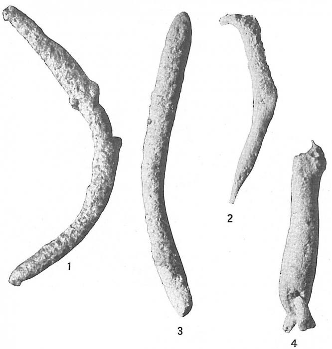 Pelosina variabilis Pelosina variabilis