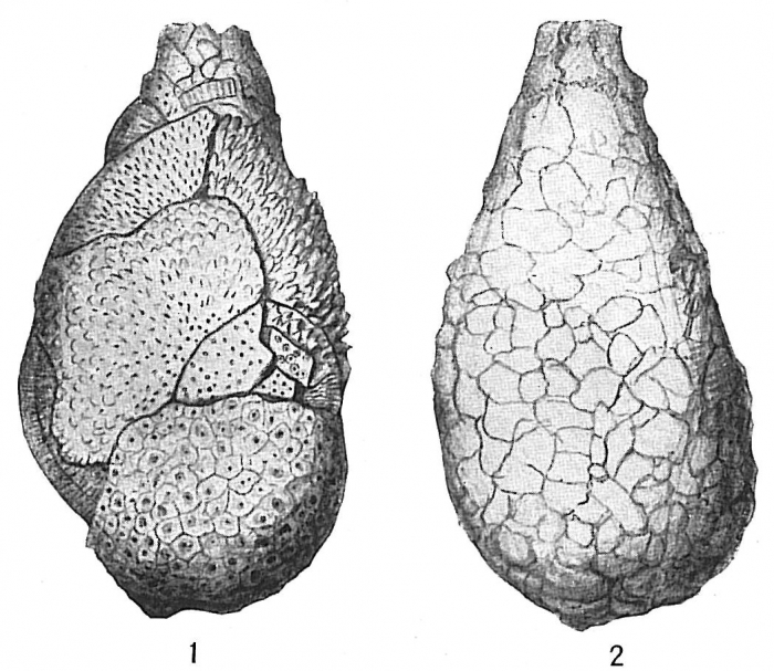 Proteonina difflugiformis Proteonina difflugiformis