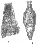 Proteonina helenae