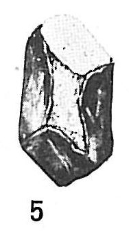 Psammosphaera bowmanni Psammosphaera bowmanni