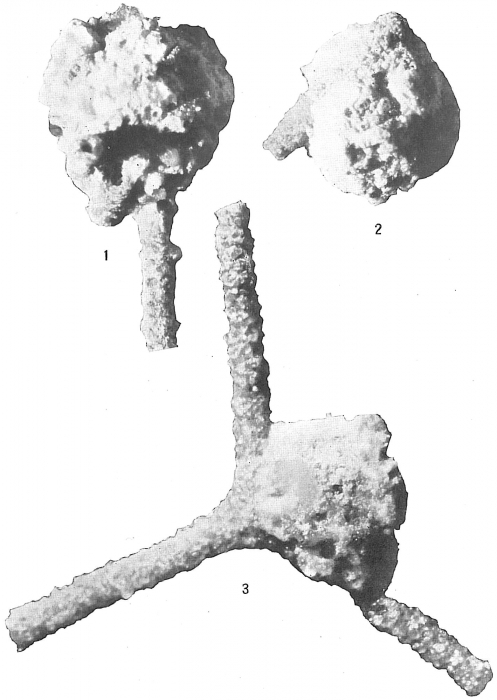 Psammosphaera fusca Psammosphaera fusca