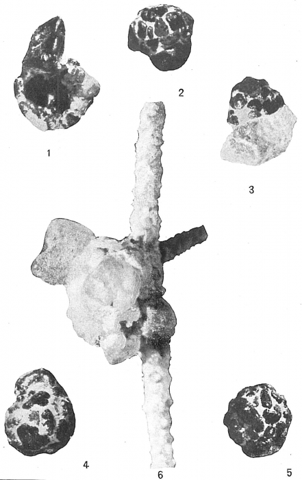 Psammosphaera fusca Psammosphaera fusca