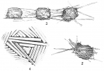 Psammosphaera rustica