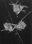 Psammosphaera rustica