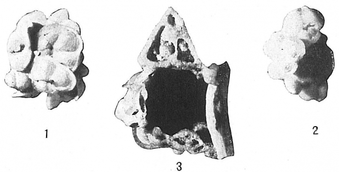 Psammosphaera testacea Psammosphaera testacea