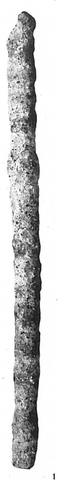 Rhabdammina discreta Rhabdammina discreta