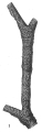 Rhabdammina irregularis, author: Cedhagen, Tomas