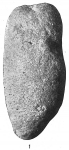 Storthosphaera elongata